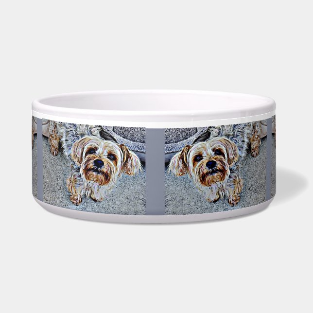 Yorkshire Terrier (Front)