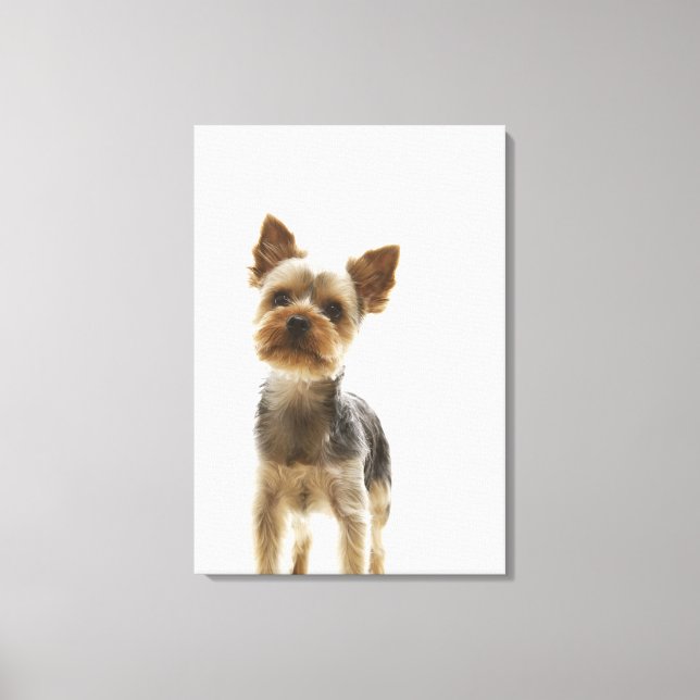 Yorkshire Terrier 2 Canvas Print (Front)