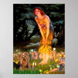 Yorkshire Terrier 7 - MidEve Poster