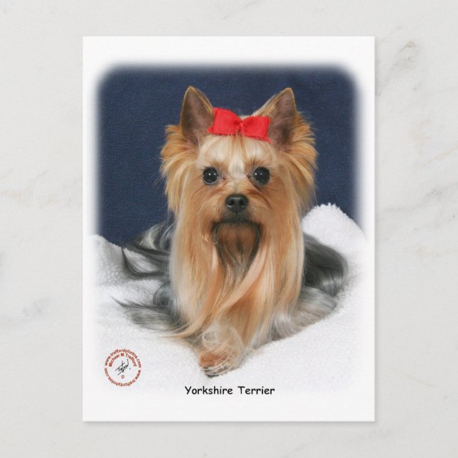 Yorkshire Terrier 9Y110D-019 Postcard (Front)