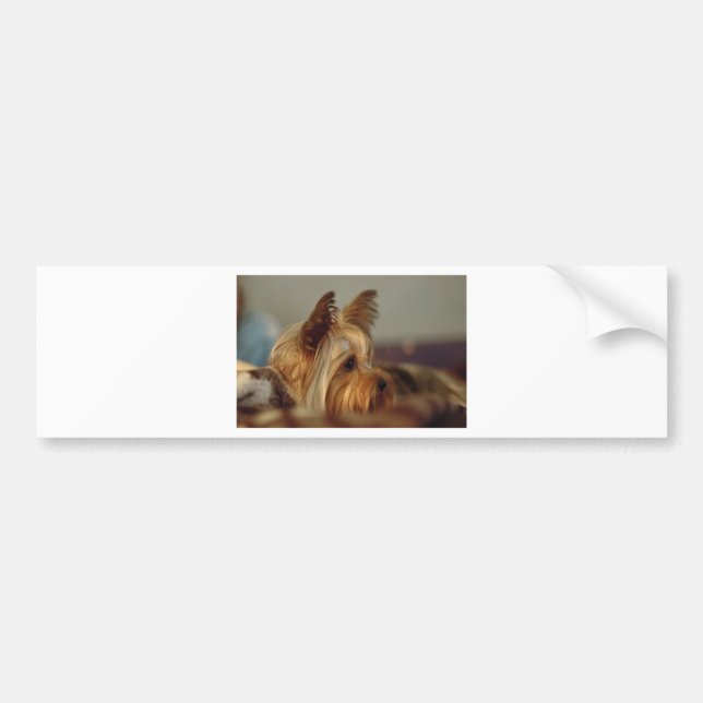 Yorkshire Terrier Bumper Sticker (Front)