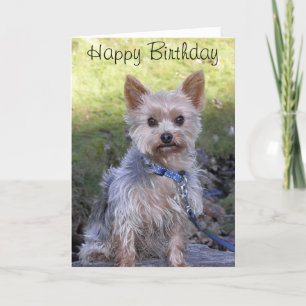 Yorkshire Terrier Card
