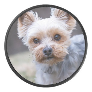 Yorkshire terrier, chien, animal de compagnie