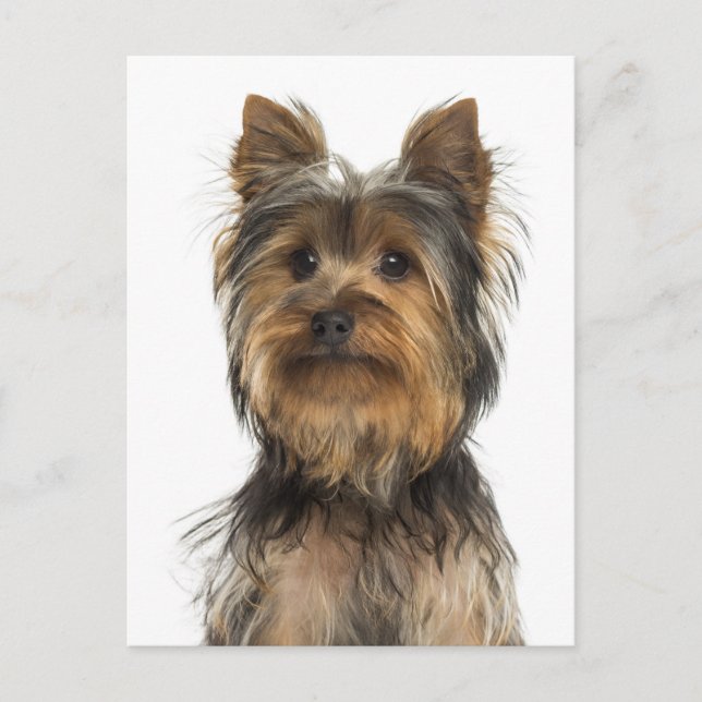 Yorkshire Terrier Chien Chien Chien Blanc Carte po (Devant)