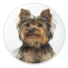 Yorkshire Terrier Chien Chien Chien Blanc Carte po