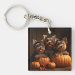 Yorkshire Terrier chiot Autumn Delight Citrouille 
