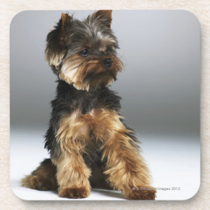 Yorkshire terrier, close-up coaster