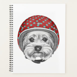 Yorkshire Terrier Daredevil