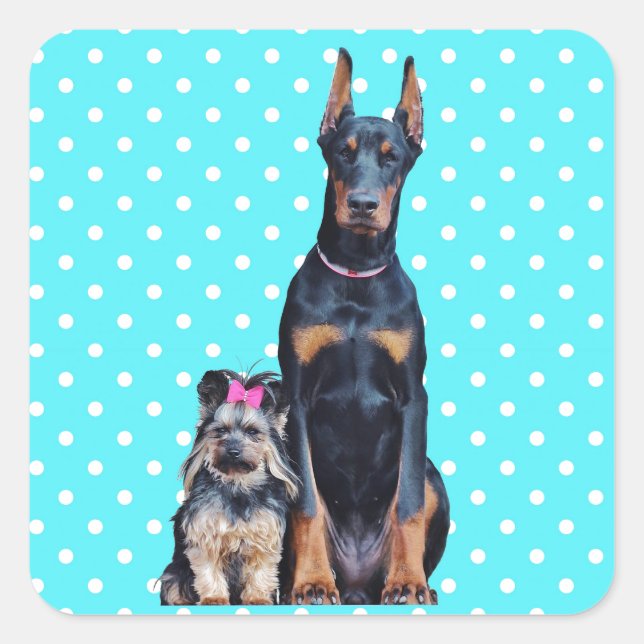 Yorkshire Terrier Doberman Blue Polka Dots Square Sticker (Front)