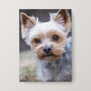 Yorkshire terrier, Dog, Pet