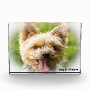 Yorkshire Terrier Dog. Photo Block