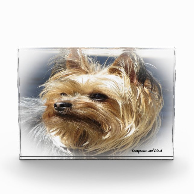 Yorkshire Terrier Dog. Photo Block (Front)