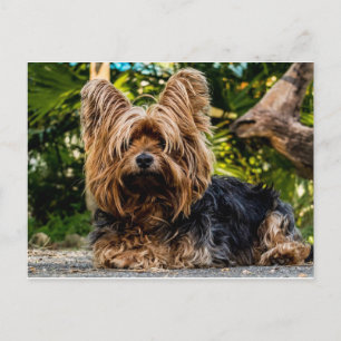 Yorkshire Terrier dog Postcard