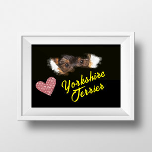 Yorkshire Terrier Eyes Solid Colour Poster