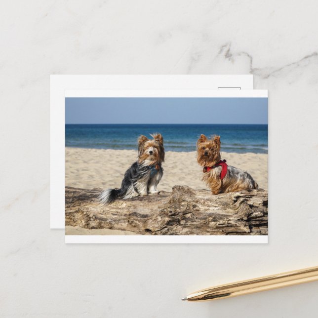 yorkshire-terrier group on beach postcard (Front/Back In Situ)