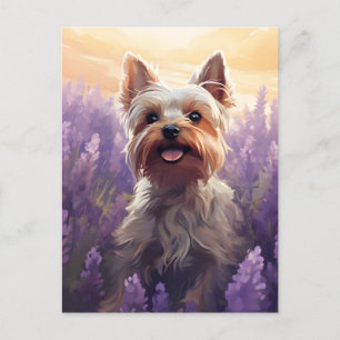 Yorkshire Terrier in Lavender field Postcard