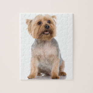 Yorkshire Terrier Jigsaw Puzzle