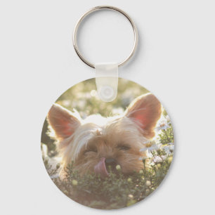 Yorkshire Terrier Laying in Sun licking lips Keychain