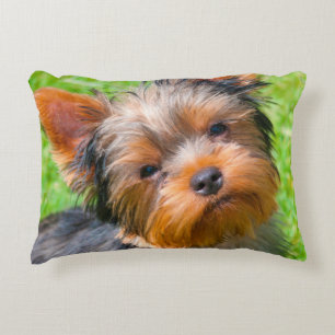 Yorkshire Terrier looking up Decorative Pillow