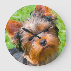 Yorkshire Terrier looking up Large Clock