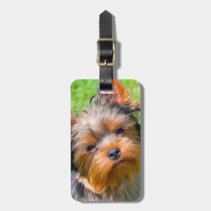 Yorkshire Terrier looking up Luggage Tag