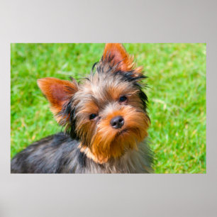Yorkshire Terrier looking up Poster