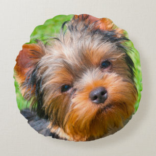Yorkshire Terrier looking up Round Pillow