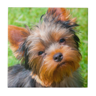 Yorkshire Terrier looking up Tile