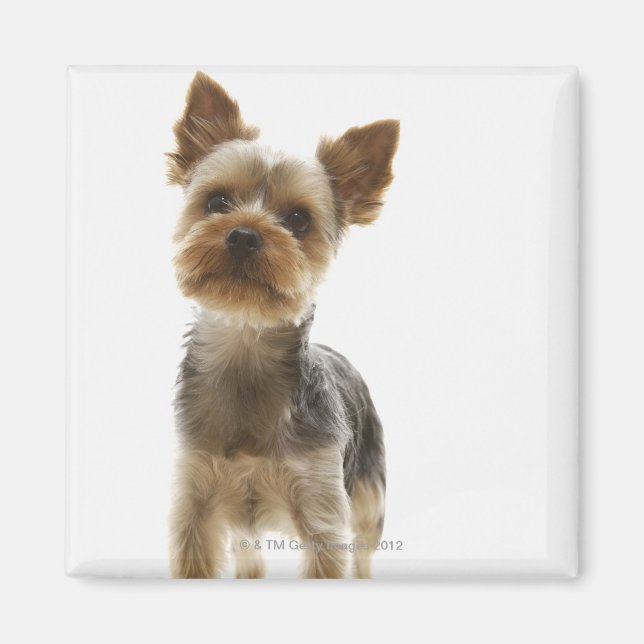 Yorkshire Terrier Magnet (Front)