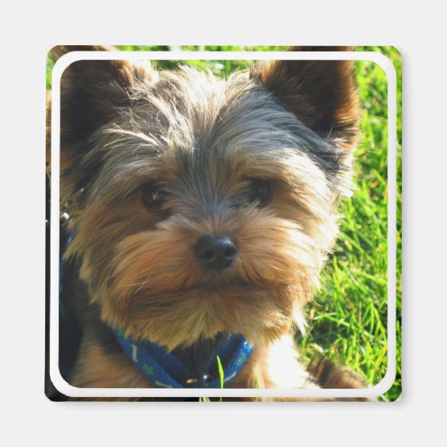 Yorkshire Terrier Magnet Carré (Devant)