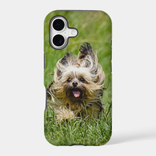 Yorkshire Terrier mignon courant dans l'herbe