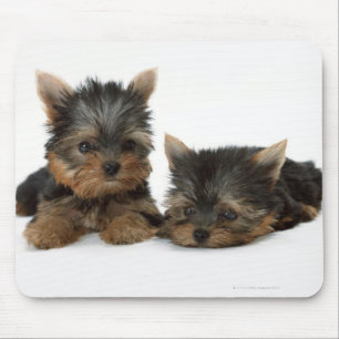 Yorkshire Terrier Mouse Pad
