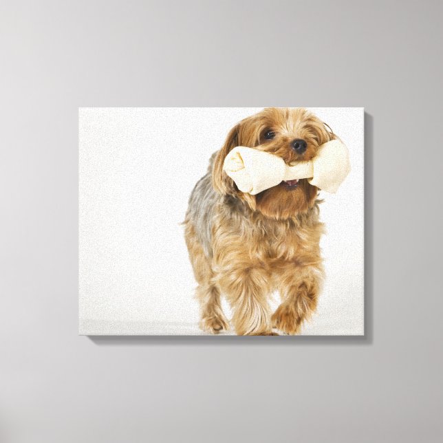 Yorkshire Terrier on white background walking Canvas Print (Front)