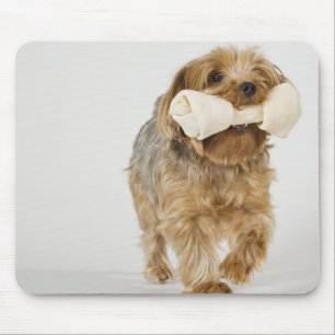 Yorkshire Terrier on white background walking Mouse Pad