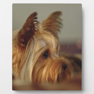 Yorkshire Terrier Plaque