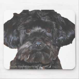 Yorkshire Terrier-Poodle Mix Mouse Pad