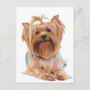 Yorkshire Terrier Postcard