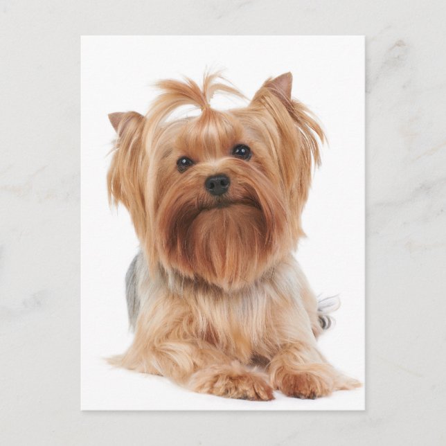 Yorkshire Terrier Postcard (Front)