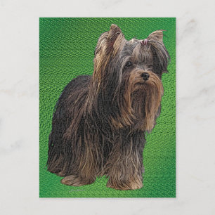 Yorkshire Terrier Postcard