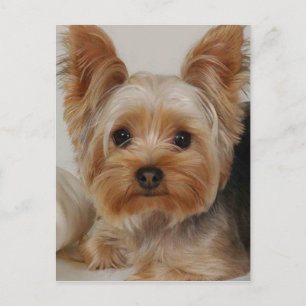 Yorkshire Terrier Postcard