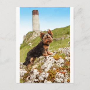 Yorkshire Terrier Postcard