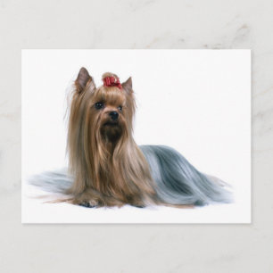 Yorkshire Terrier Postcard