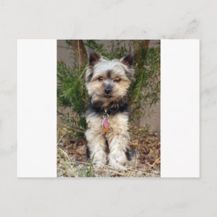 Yorkshire Terrier Postcard