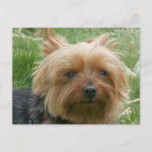 Yorkshire Terrier Postcard