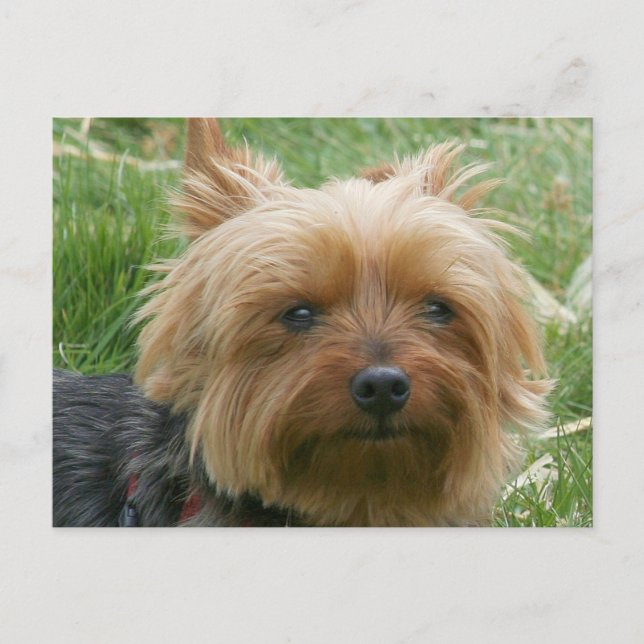 Yorkshire Terrier Postcard (Front)
