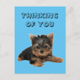 YORKSHIRE TERRIER POSTCARD