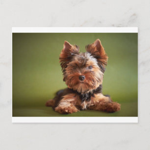 Yorkshire Terrier Postcard