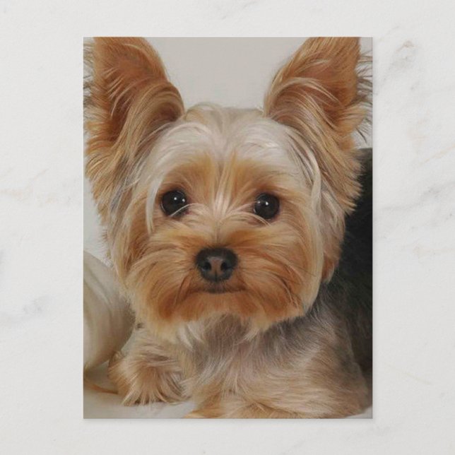 Yorkshire Terrier Postcard (Front)
