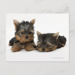 Yorkshire Terrier Postcard