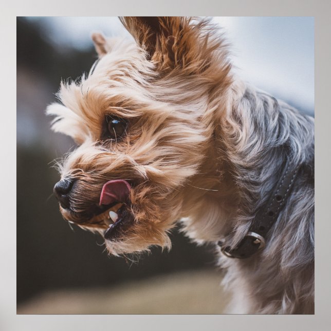 Yorkshire Terrier Poster (Front)